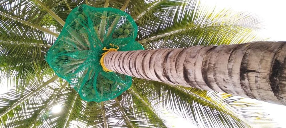 Coconut Tree Safety Nets in Trivandrum | Call 8790393829